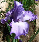 Iris - Vilkdalgis - Mary Frances